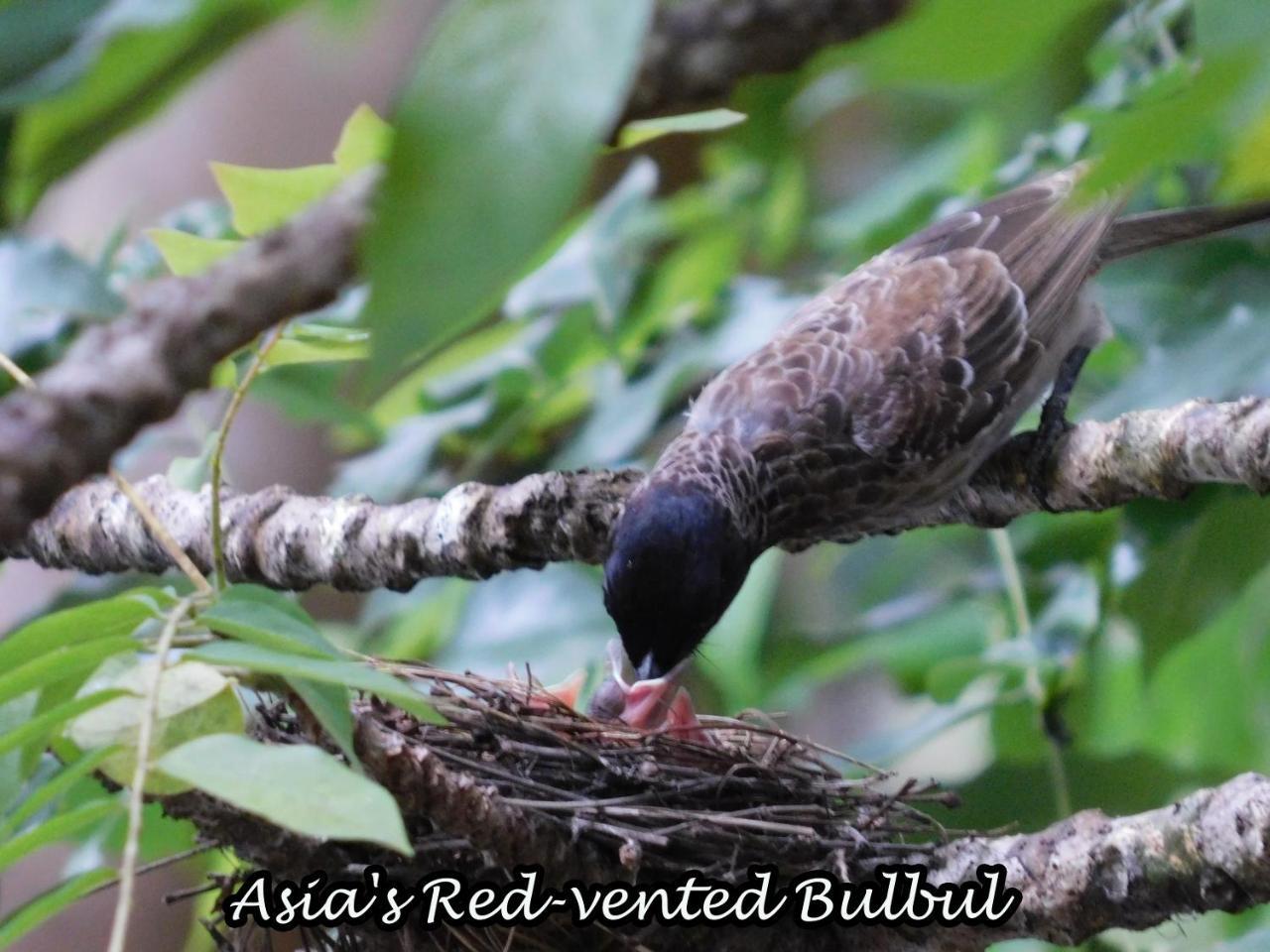 Yala Avian Eye Safari Apartman Buttala Kültér fotó