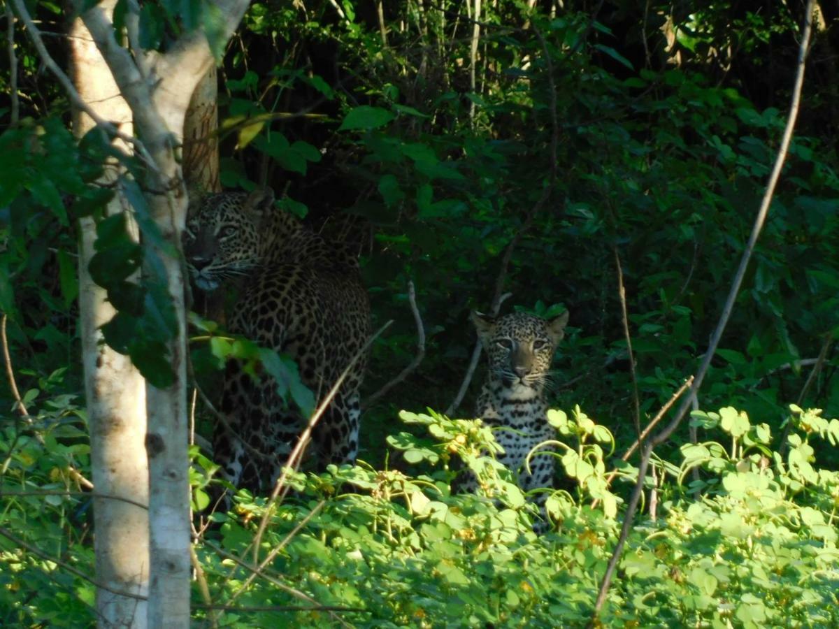 Yala Avian Eye Safari Apartman Buttala Kültér fotó